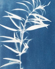 Plant|Cyanotype Botanical Print | Handmade Blue Photographic Art | 15×20 cm