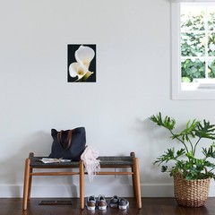 ART.COM Canvas Wall Art Prints White Calla Lilies by Jamie & Judy Wild, Botan…