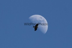 Eagle Photo, Pick One Image – Various Sizes