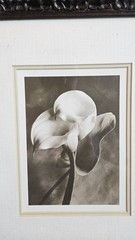 Sondra Wampler «Lily in Pose» Sepia Floral Photo Print Matted Professional Frame