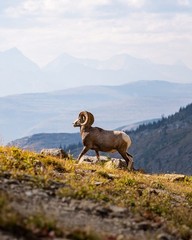 Bighorn Sheep Ram 8″x10″ Photograph Print 8×10