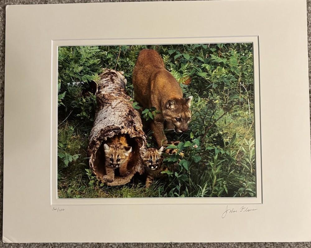 photograph Florida panther her two spotted kittens by John Flower 52 out of 150