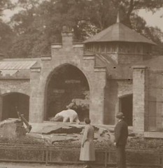 Two great old negatives unknown to me zoo brown and polar bear enclosure 1920s-30s