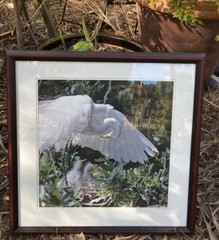 Great Egret, Florida Photography by Robert Clibbon Signed Print