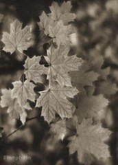 1948/56 Vintage JOSEF SUDEK Maple Tree Leaves Nature Original Photo Gravure