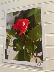Garden Rose #7 – landscape photograph 8.5×11