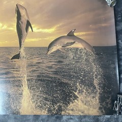 Artwork Wall Art By Tom Brakefield “Freedom Dance” 20×16 Dolphins Ocean Sunset