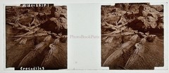USA Crocodiles By Mississippi Alligator Photo Stereo Glass Vintage C1910