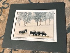 Steve Tohari Photograph of Colorado Buffalo in Winter Signed Framed & Matted