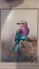 Thomas Mangelsen Jewel of the Serengeti signed numbered