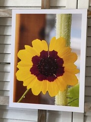 Landscape photograph- Plains Coreopsis 8.5×11