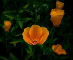 11×14 Inch Print Original Photo Photography Wall Art Landscape Flower Nature S7