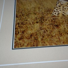 THOMAS MANGELSEN SIGNED 1994 SECRETS OF THE SAVANNAH LE 118/950 10X14 IMAGE FRM