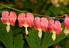 Original ACEO 2.5×3.5 in. photo fine art print BLEEDING HEARTS GROUP pink flower