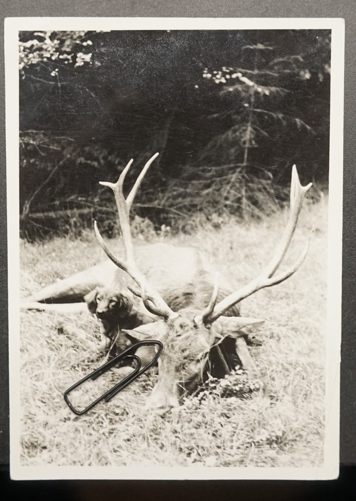 Photo portrait GDR hunting dog pet red deer post Mortem Prenzlau picture antlers
