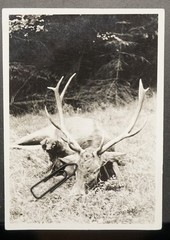Photo portrait GDR hunting dog pet red deer post Mortem Prenzlau picture antlers