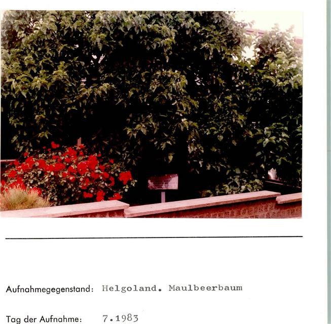 10186652 – 2192 Heligoland Mulberry Tree Photo Mounted on Cardboard Road
