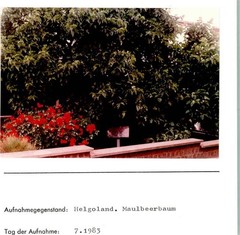10186652 – 2192 Heligoland Mulberry Tree Photo Mounted on Cardboard Road