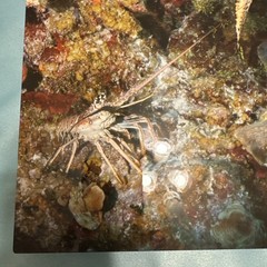 Craig Dietrich turtle & lobster Underwater Photography & Metal Art Fish Signed