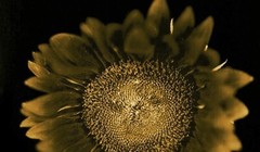 CHUCK CLOSE ‘Sunflower’, 2006/2011 SIGNED Photograph 24 x 18 in. #32/60 **NEW**
