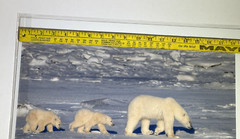 Polar Bears Mother and Cub Photograph Print, signed, sealed in plastic 13″ x 19″