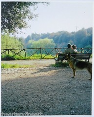 JOHN DIVOLA ‘7 Dogs’ SIGNED Photograph in Limited Edition ‘One Picture Book’ NEW