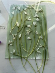 Original Cyanotype Art – Snowdrops | Botanical Print 20×30 cm Handmade