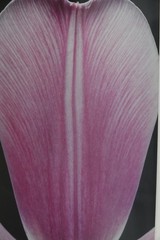 ARTIST PHOTOGRAPHER SIGNED AMALIA ELENA VERALLI PHOTO BOTANICAL TULIP PETAL 2002
