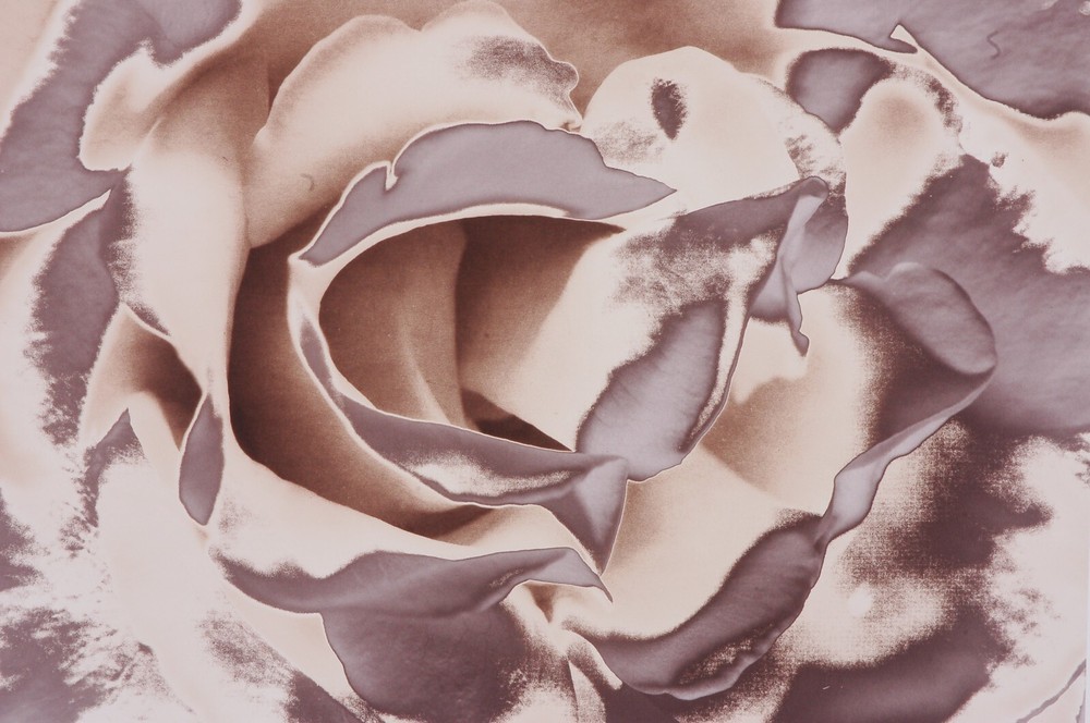 Untitled (Rose Petals) Silver Gelatin Print by Martin M Stone