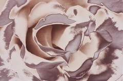 Untitled (Rose Petals) Silver Gelatin Print by Martin M Stone