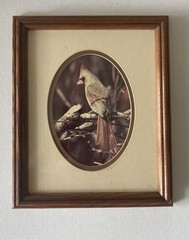 Rick Denomme Bird Photography Set of 4 Framed Cardinal Chickadee Titmouse Signed