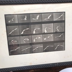 EADWEARD MUYBRIDGE 1887 collotype ANIMAL LOCOMOTION Bird Plates 760 762 Prints