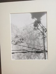 BRUCE BLUM SIGNED B&W Photo Print (16″X 20″)-«Trees, Sky, Pole and Wires «