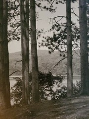 TREES WATER LARGE ORIGINAL SIGNED ART PHOTO B&W STETTNER VTG MATTE NJ CAMERA