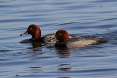 RedHead Duck Photo, Pick One Image – Various Sizes