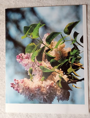 Lot of 8 Photo Prints Flowers & Nature Print Wall Art 8.5″x11, on Kodak