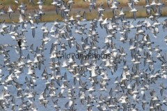 Sanderling Photo, Pick One Image – Various Sizes