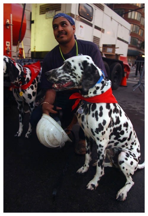 World Trade Center 9/11 Dalmation Rescue Dogs Silver Halide Photo