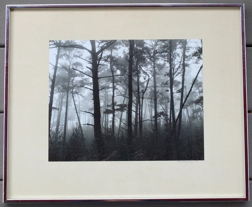 Robert (Bob) Werling 1976 Photograph Of Light In Forest Pencil Signed In Frame