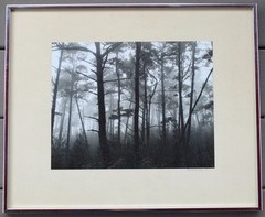 Robert (Bob) Werling 1976 Photograph Of Light In Forest Pencil Signed In Frame