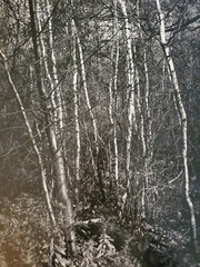 TREES ORIGINAL SIGNED ART PHOTO B&W STETTNER VTG MATTE NJ CAMERA