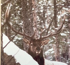Vintage Male Bull Elk Picture Photograph Framed Signed Photo SCT Ltd Ed 8/50 EUC