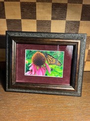 Monarch Butterfly Photograph in Repurposed Velvet Matted Frame A451