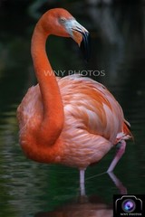 *NEW* 12X18 Flamingo Photography Print Wildlife Nature Birds