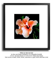 Hibiscus Spectacular 12″ x 12″ Fine Art Print Floral Garden Hawaiian Flower
