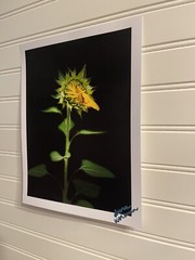 Sunflower #6 – landscape photograph 8.5×11