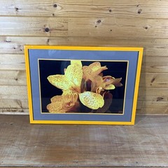 JEB Framed Photography Color Still Life Canna Lily 22-3/4” x 16-3/4” x 5/8”