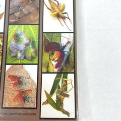 Collectors Insects 3-D 3D Photographs Set Art Phantom Image Barry Rothstein New