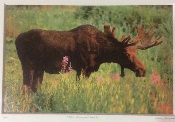 Moose Smelling Flowers Framed 2/100 Photo Signed Willie Holdman 12 1/4″X9 3/4″