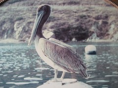 ANTIQUE PELICAN PHOTOGRAPH W/BEAUTIFUL GOLD WOODEN FRAME, 23.5″ X 17.5″-IMAGE